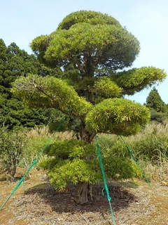DSCN0502.JPG